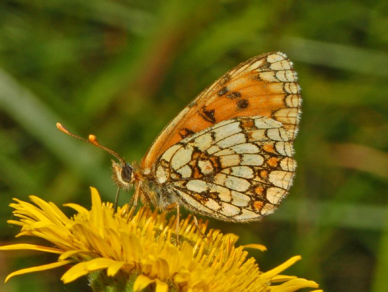 Melitaea a gogo - Melitaea nevadensis, Nymphalidae
